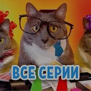Если Бы Котики Ходили В Магазин