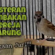 Masteran Tembakan Burung Gereja Tarung Durasi Panjang Suara Jernih Yang Paling Dicari Kicau Tembak Kicau Tembak