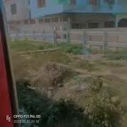Train Varis