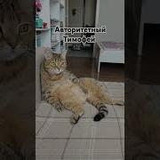 Его Авторитет Был Огромен Котенок