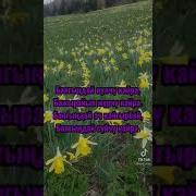 Кабагынды Гулго Тенейм Жаздагы
