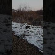 Ллойд Деверо Пещерные Девы 16