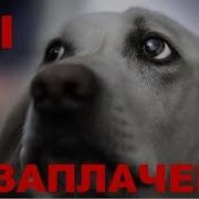 Она Передвигалась Еле Еле От Этого Видео Ты Заплачешь