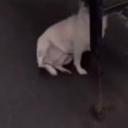 Ты Зачем Больших Собак Обижаешь