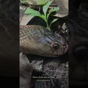 Enabie Snake