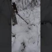 Ящичная Ловушка На Куницу