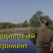 Крокодил Как Фидер Эксперимент
