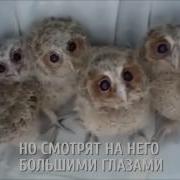 Как Смеется Сова Смешное Видео С Совой Хохотушкой