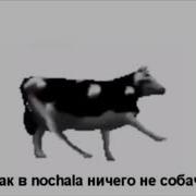 Польская Корова