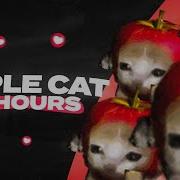 Apple Cat Running 10 Hours