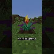 Torch Seed