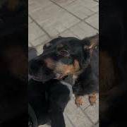 Весёлая Прогулка