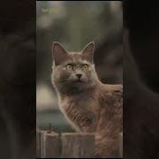 Будут Травы Скошены