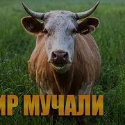 Sigir Muchali