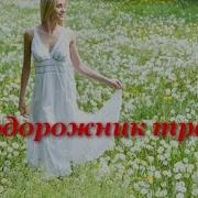 Ольга Зарубина Подорожник Трава