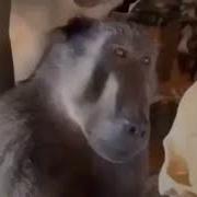 Обезьяна Смотрит На Череп Мем