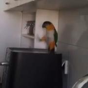 Попугай Танцует Татарский Танец