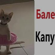 Мем С Котом