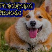 Музыка К Дню Рождения Собаки