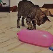 Приколы Про Кошек