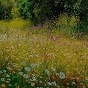 Spring Meadow