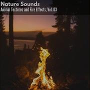 Elemental Divinity Trouble Sleeping Nature Music