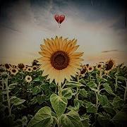 Scream That I Love You Feat Desireé The Sunflower John J