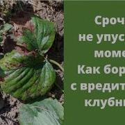 На Зеленом Листочке Кто В Крапинку Сидит