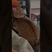 Как Лист К Попе Банный