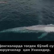 Умайр Шамим Рохман Сураси 17 32 Оятлар