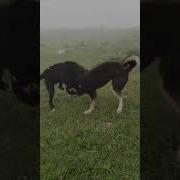 Саг Чанг Дар Кулоб