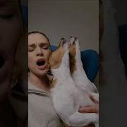 Музыка Из Пса