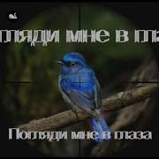 Погляди Мне В Глаза