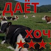 Каровы Не Коровы