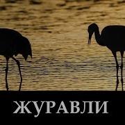 Далеко Журавли Улетели Русавуки Христианские Песни
