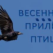 Перелётные Птицы Весной
