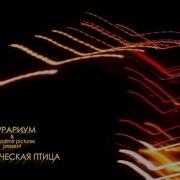 Террариум Электрическая Птица