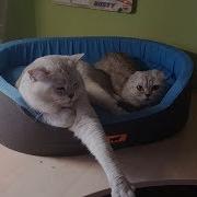 Кошка Хлоя И Котята Мяукают