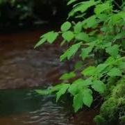 Целительная Чарующая Музыка Рейки Со Звуком Ручья Волшебный Час