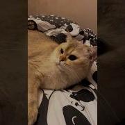 Ну Красавчик Ну Молодец