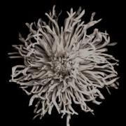 Noir Haze Solomun Around Sixtone Koshi Afro House Remix