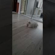 Сосут Хуй Ебал Собаку Видео