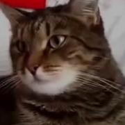 Кот И Петунии