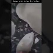 This Is My Pet Duck Adam Going For His First Swim