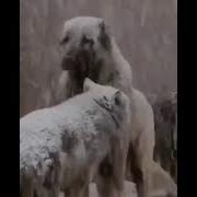 Kangal And Wolf Mating Kangal Vs Wolf