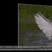 Михаил Грызлов Читает Рассказ Е Носова Белый Гусь