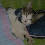 Гречанинов Котик Заболдел