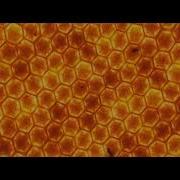 Rasa Beekeeper