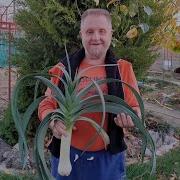 Николай Курдюмов