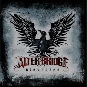Black Bird Alter Bridge